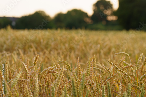 Wide countryside landscape with green field and distant trees
