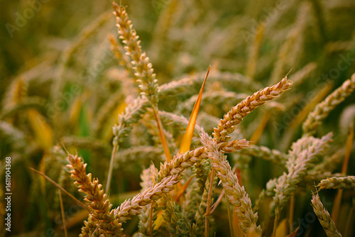 Close-up of dry golden grass with warm natural light
