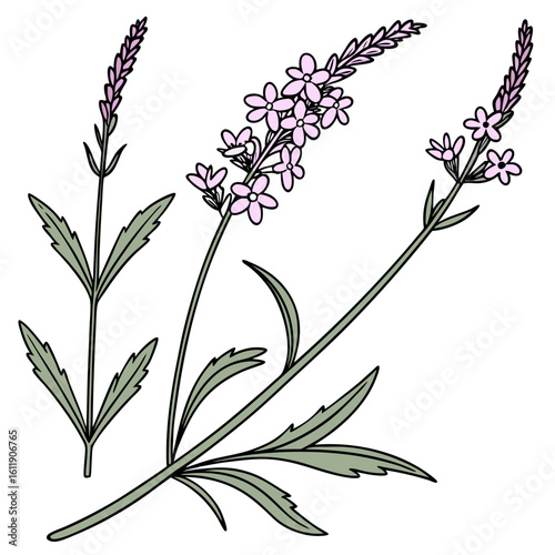 vector illustration of verbena stricta