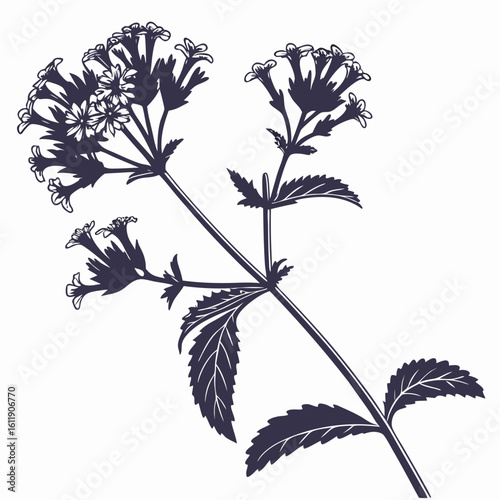 verbena vector