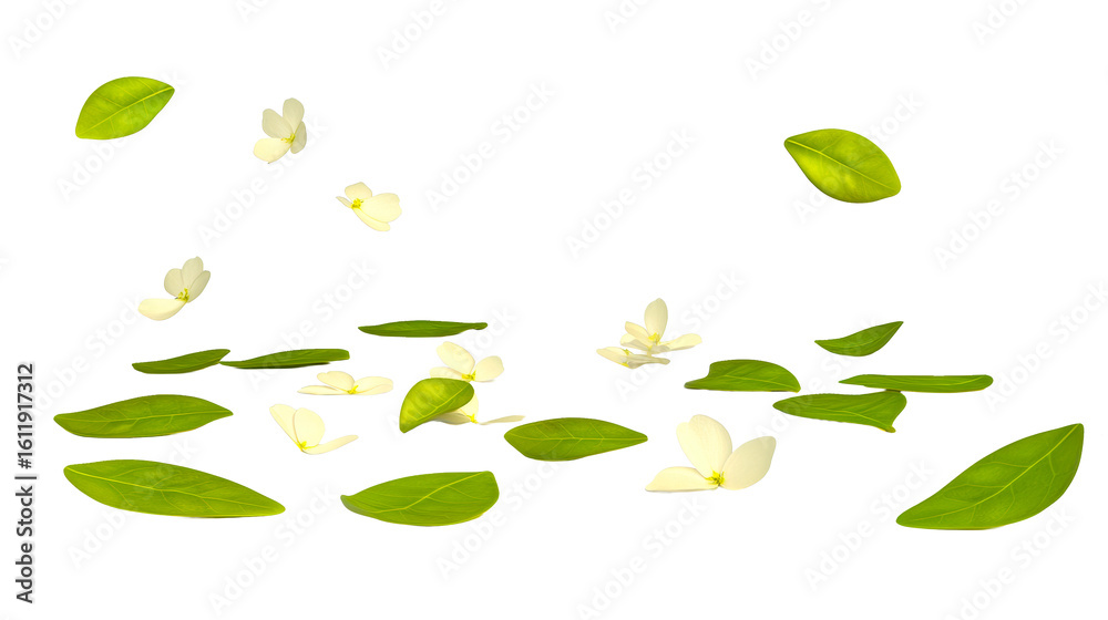 Floating white flowers and green leaves on a transparent background Floating white flowers and green leaves on a transparent background
