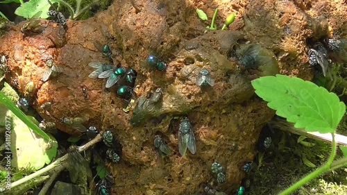 Green Bottle Flies Feeding on Dung
