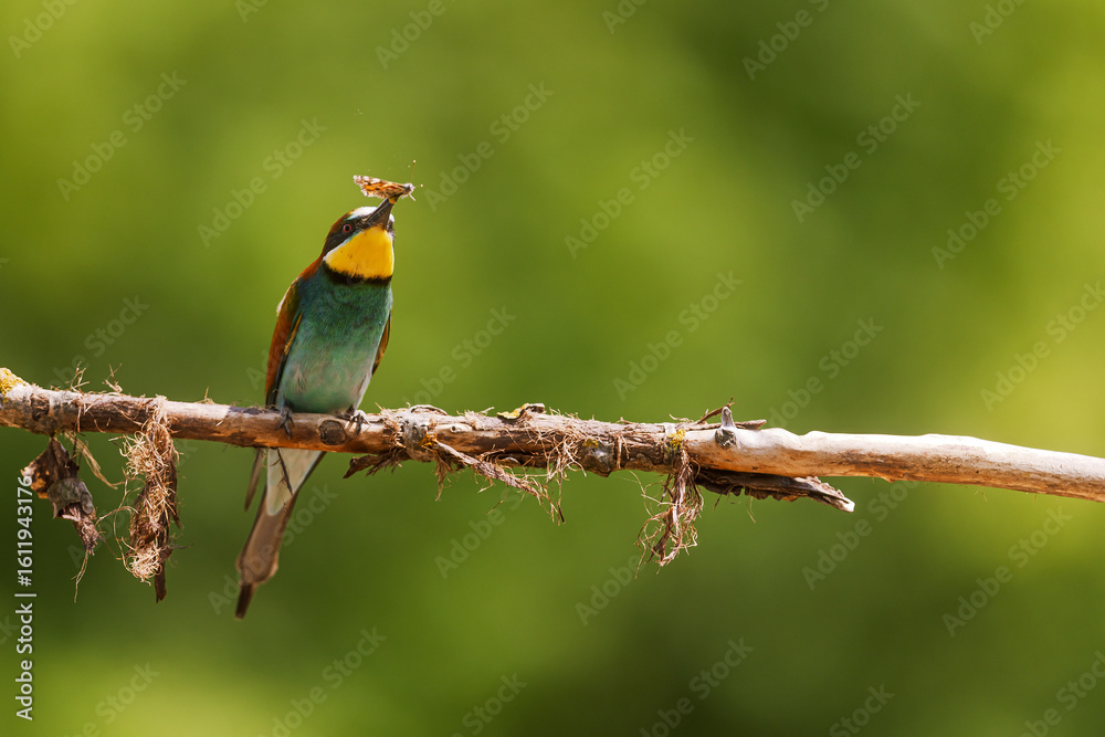 Obraz premium European bee-eater Merops apiaster caught butterfly on dry hanging branch