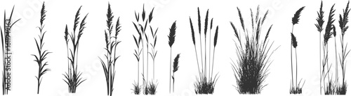 Silhouette of cattails and reeds. Wild grass on the river bank. Swamp coastal plants.