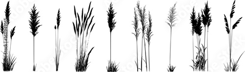 Silhouette of cattails and reeds. Wild grass on the river bank. Swamp coastal plants.