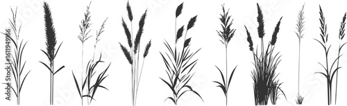 Silhouette of cattails and reeds. Wild grass on the river bank. Swamp coastal plants.