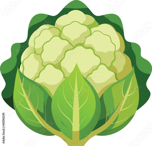 Organic cauliflower vegetable illustration with green leaves