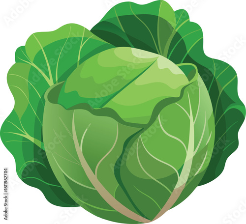Fresh organic whole cabbage head illustration with detailed leaves