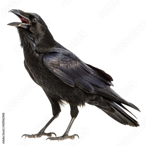 A detailed black crow stands isolated on a transparent background