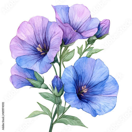 Garden Pea Flower, watercolor clipart vector, isolated on a white background.
