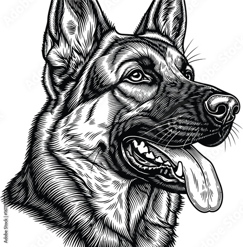 Majestic German Shepherd portrait with detailed engraving style and panting expression
