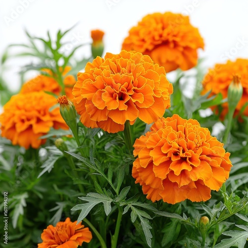 Vibrant Orange Marigolds in Full Bloom. Close-up, Lush Green Foliage, Bright Sunny Day