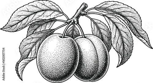 Two ripe plums with detailed leaves, vintage stippled illustration style