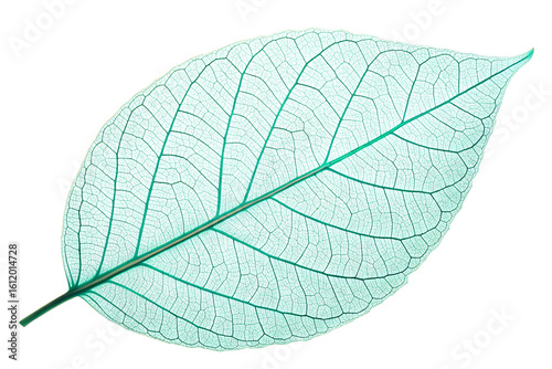 Delicate Green Skeleton Leaf with Visible Veins - Isolated on Transparent Background