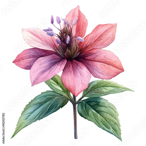 watercolor vector of Bee Balm Flower, isolated on a white background.