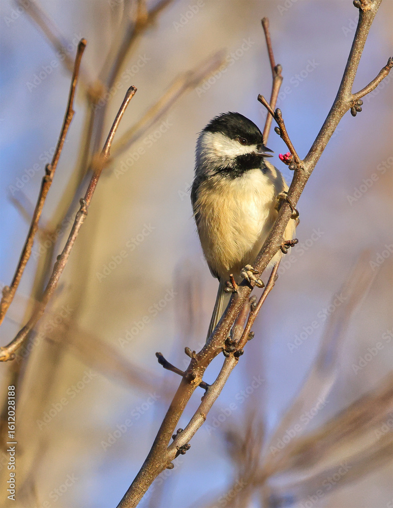 Obraz premium Carolina chickadee perched on twig eating red flower blossoms against blurry blue sky. 