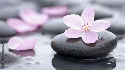 Delicate Orchid Flower on Smooth Black Stone in Tranquil Setting