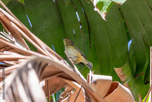 Photography Common Chiffchaff (Phylloscopus collybita) – common in Dublin, Ireland woodlands