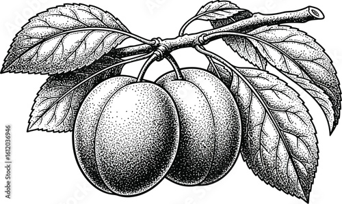 A detailed black and white drawing of plums on a branch with leaves