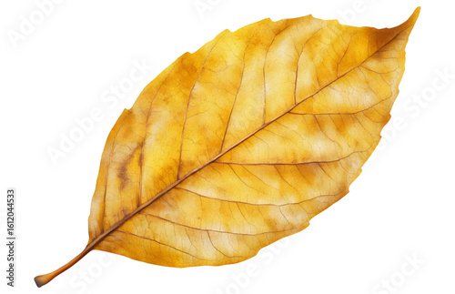 Single golden autumn leaf with detailed veins isolated on transparent background