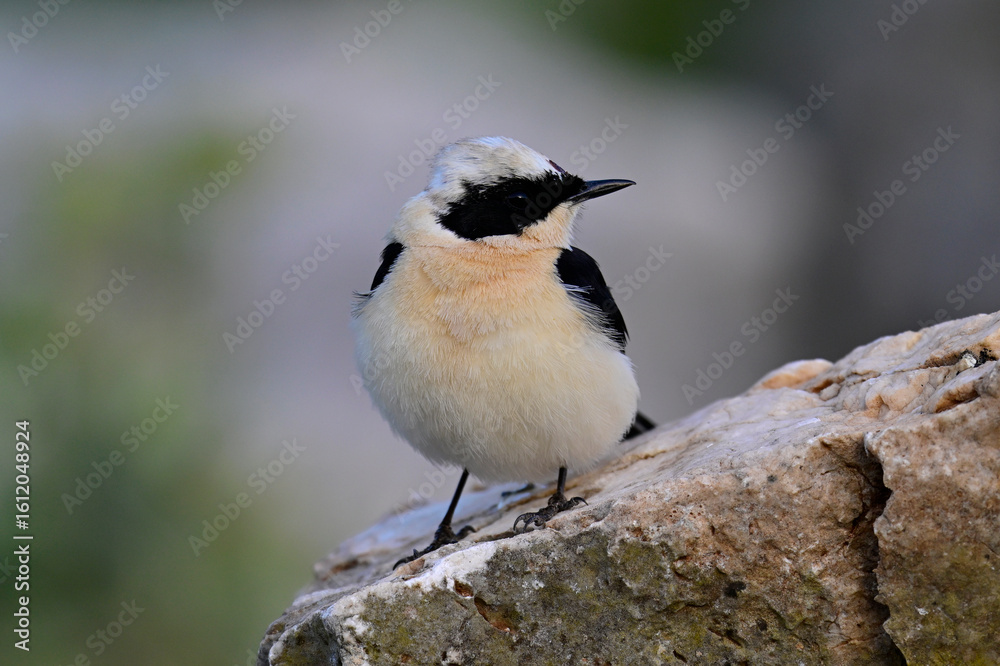 Obraz premium Balkansteinschmätzer // Eastern Black-eared Wheatear (Oenanthe melanoleuca) - Peloponnes, Griechenland