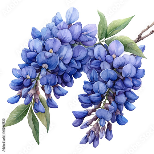 Wisteria Flower, watercolor drawing vector, isolated on a white background.