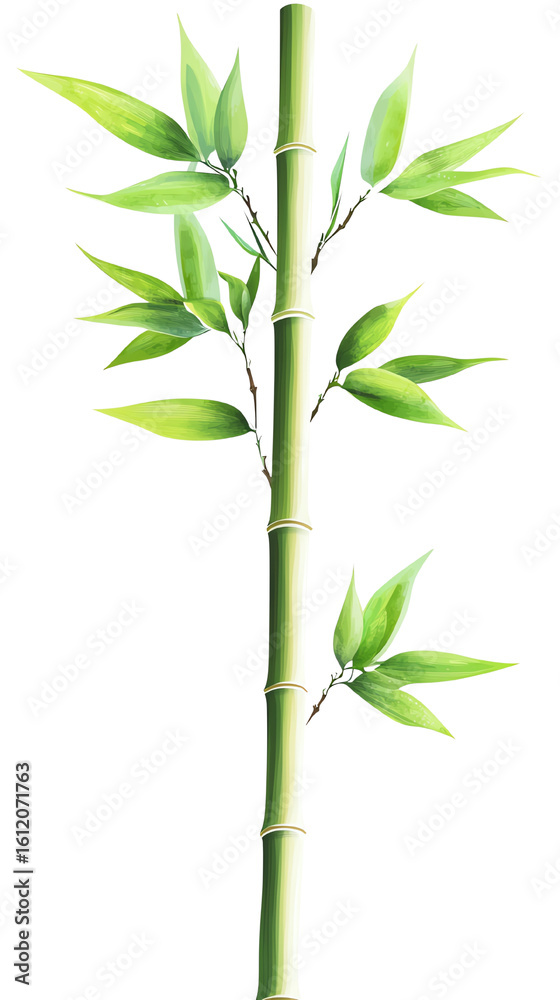 Obraz premium Isolated transparent A vibrant bamboo plant showcasing lush green leaves and sturdy stalk. PNG die-cut element for advertising