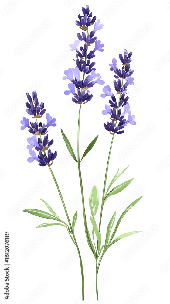 Naklejka premium Isolated transparent Vibrant lavender flowers blooming beautifully, showcasing their stunning purple hues. PNG die-cut element for advertising