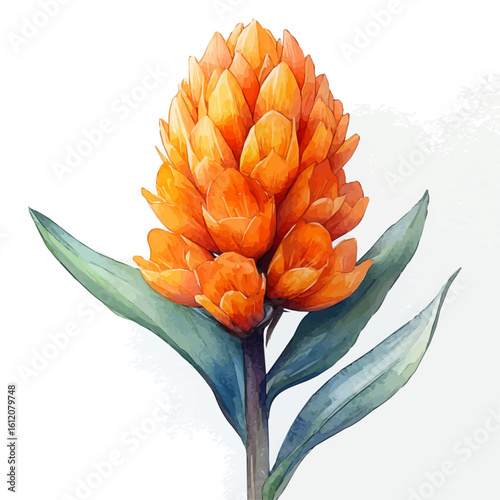 Torch Lily Flower, watercolor drawing vector, isolated on a white background.
