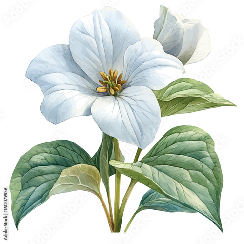 watercolor vector of Trillium Flower, isolated on a white background.