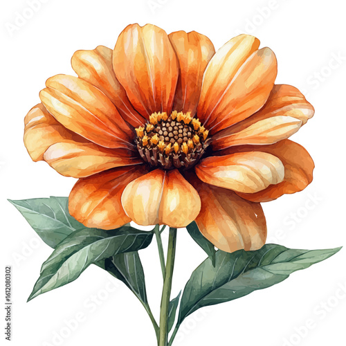 Tithonia Flower, watercolor painting vector, isolated on a white background.
