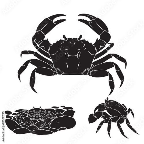 Set of 3 Shore Crab Silhouettes as a Tide Pool Crustacean Set