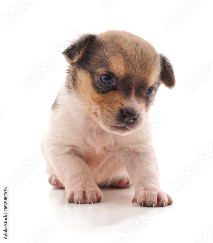 One little puppy.