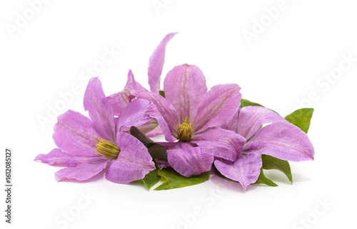Bouquet purple clematis.