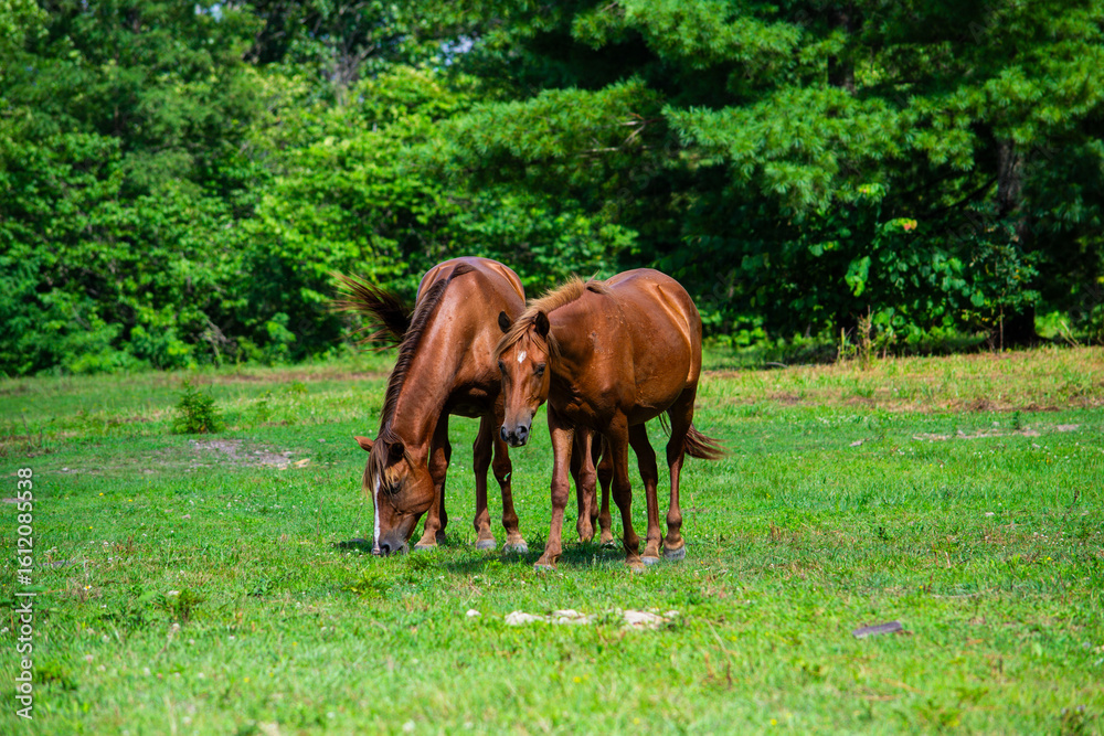 Fototapeta premium Wild Horses of Breathitt County Kentucky