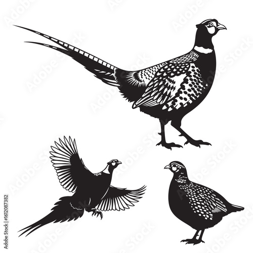 Set of 3 Common Pheasant Silhouettes as a Game Bird Vector Set