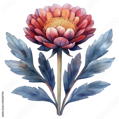 watercolor of Strawflower Flower, vector, isolated on a white background.