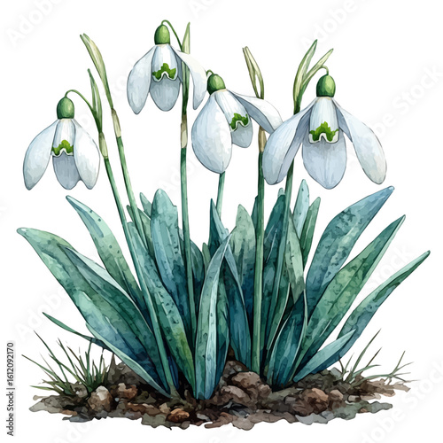 watercolor of Snowdrop Flower, vector, isolated on a white background.