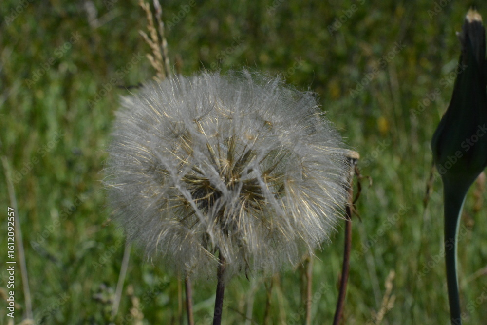 Obraz premium A perfect, globe-like seed head of a wild goatsbeard plant. Detailed macro shot capturing the fragility and complexity of nature against a green meadow