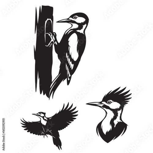 Set of 3 Woodpecker Silhouettes as a Forest Bird Vector Icon Set