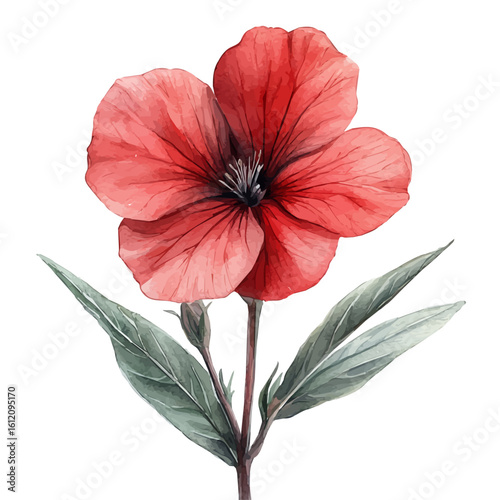 Silene Flower, watercolor painting vector, isolated on a white background.