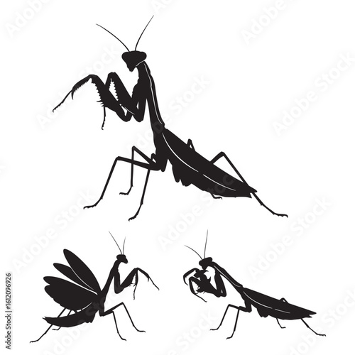 Set of 3 Praying Mantis Silhouettes as a Predatory Insect Set