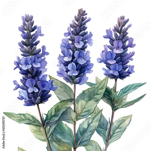 Salvia Flower, watercolor painting vector, isolated on a white background.