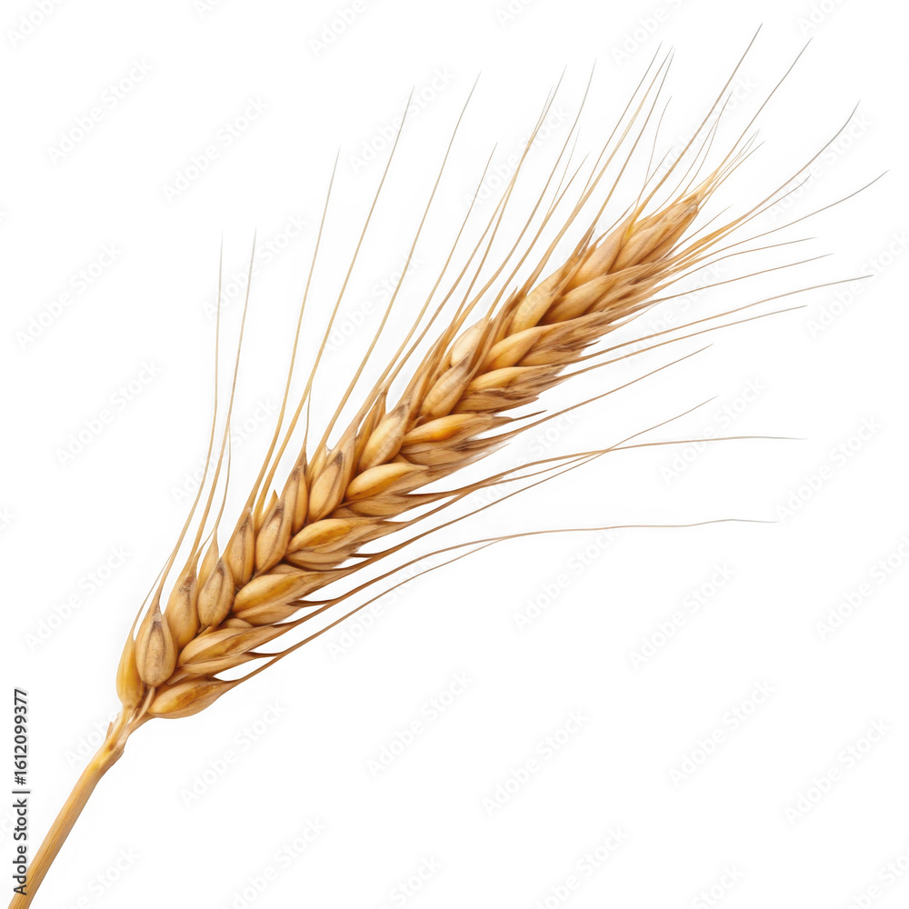Golden wheat stalk isolated on transparent background Golden wheat stalk isolated on transparent background
