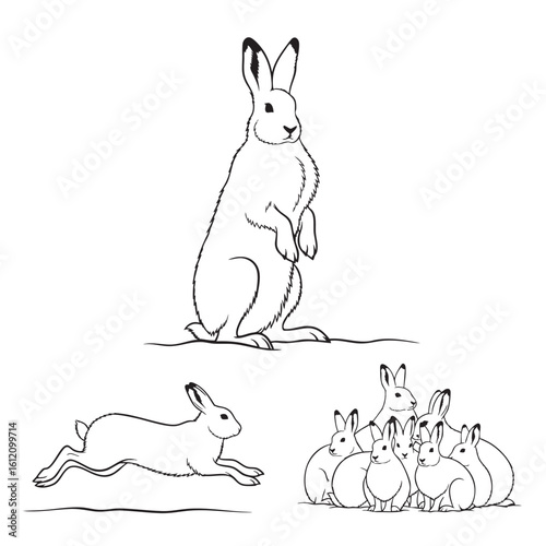 Set of 3 Arctic Hare Silhouettes as a Tundra Mammal Icon Set