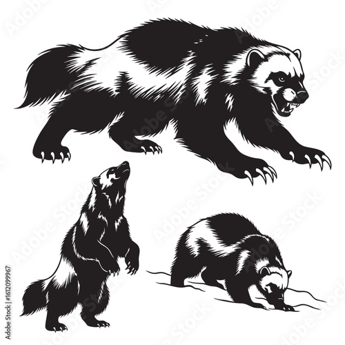 Set of 3 Wolverine Silhouettes as a Tundra Predator Vector Set