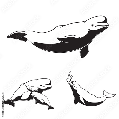 Set of 3 Beluga Whale Silhouettes as a Cetacean Icon Set