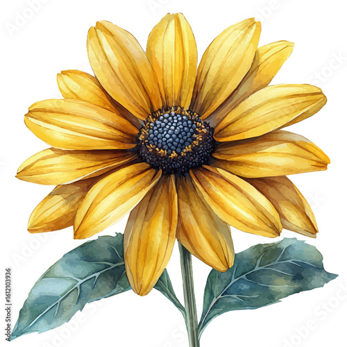 Rudbeckia Flower, watercolor clipart vector, isolated on a white background.