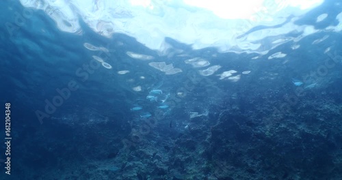 Wallpaper Mural gray mullets  Mugilidae fish school underwater searching for food on the surface ocean scenery Torontodigital.ca