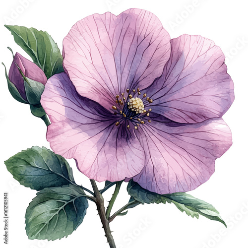 Rock Rose Flower, watercolor painting vector, isolated on a white background.